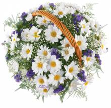 Ромашки - Открытки цветы для Одноклассников