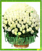 белые розы - Открытки цветы для Одноклассников