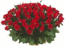 Огромный букет роз - Открытки цветы для Одноклассников