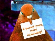 Рыжий птиц - Открытки прикольные для Одноклассников