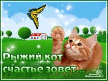 поздравительная открытка картинки с надписями - открытка рыжий кот счастье зовет
